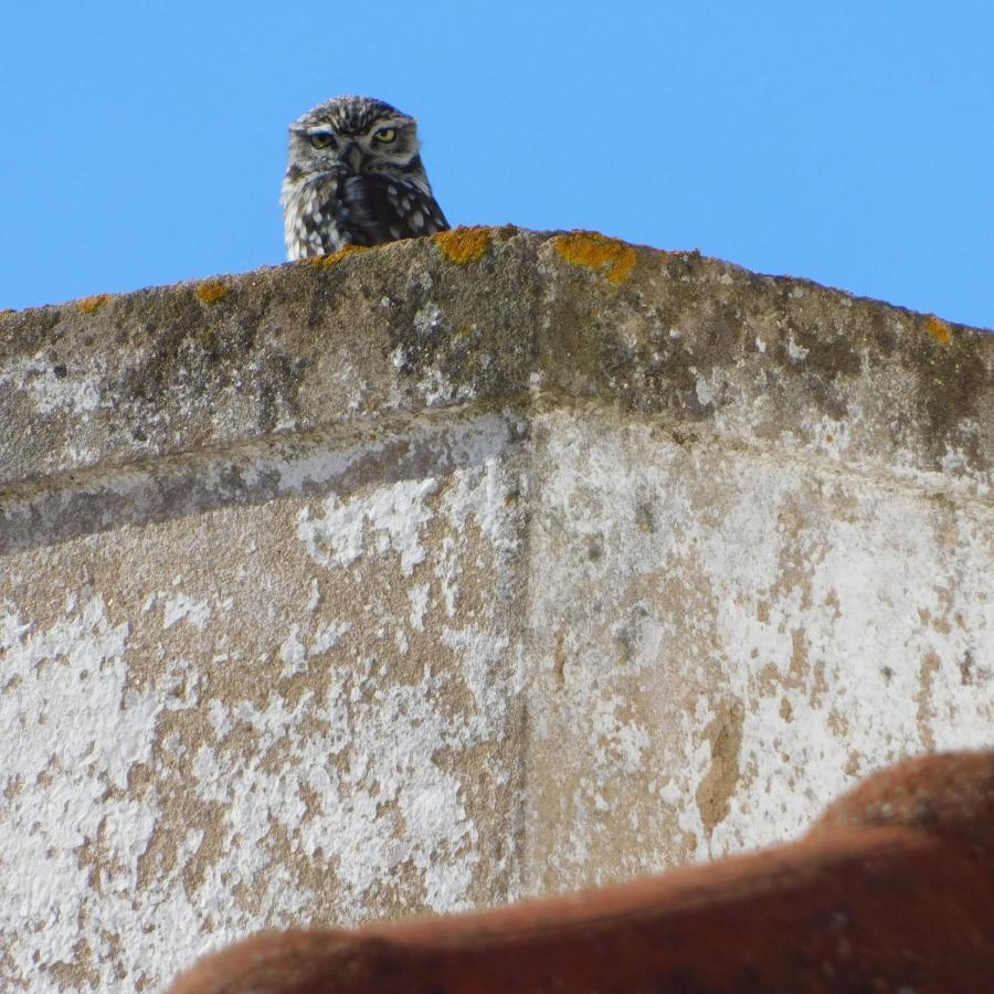 The Little Owls Nest 威尔蒂堡 外观 照片